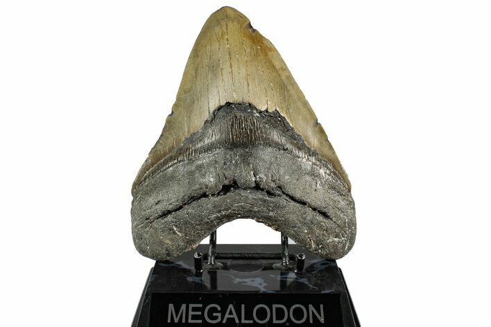 Fossil Megalodon Tooth - North Carolina #350587